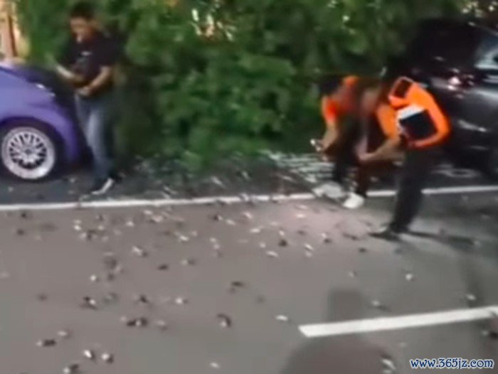 Burung pipit mati massal di Bandara Ngurah Rai, Bali. (Tangkapan layar)