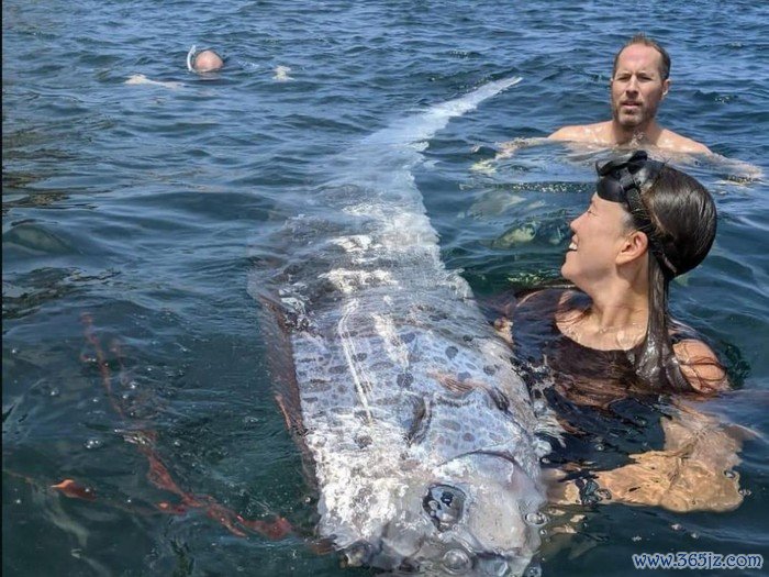 Ikan Oarfish atau ikan kiamat ditemukan di California.